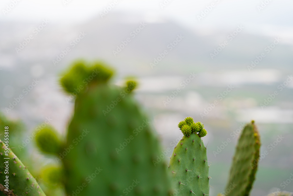cactus canario con pequeñas flores saliendo cactus canario con pequeñas flores saliendo
