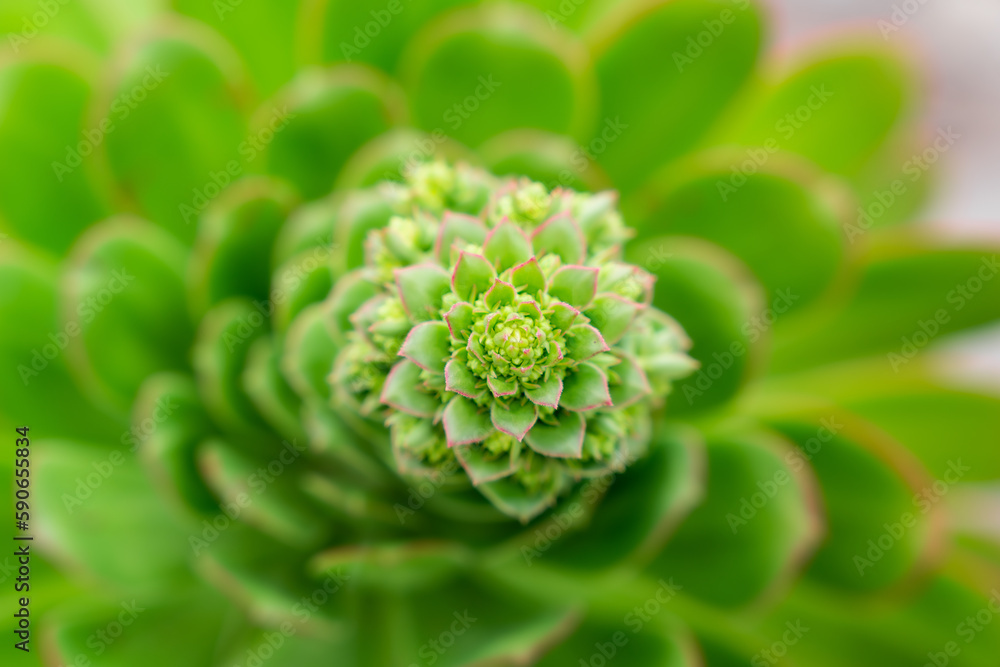 planta geometrica planta geometrica