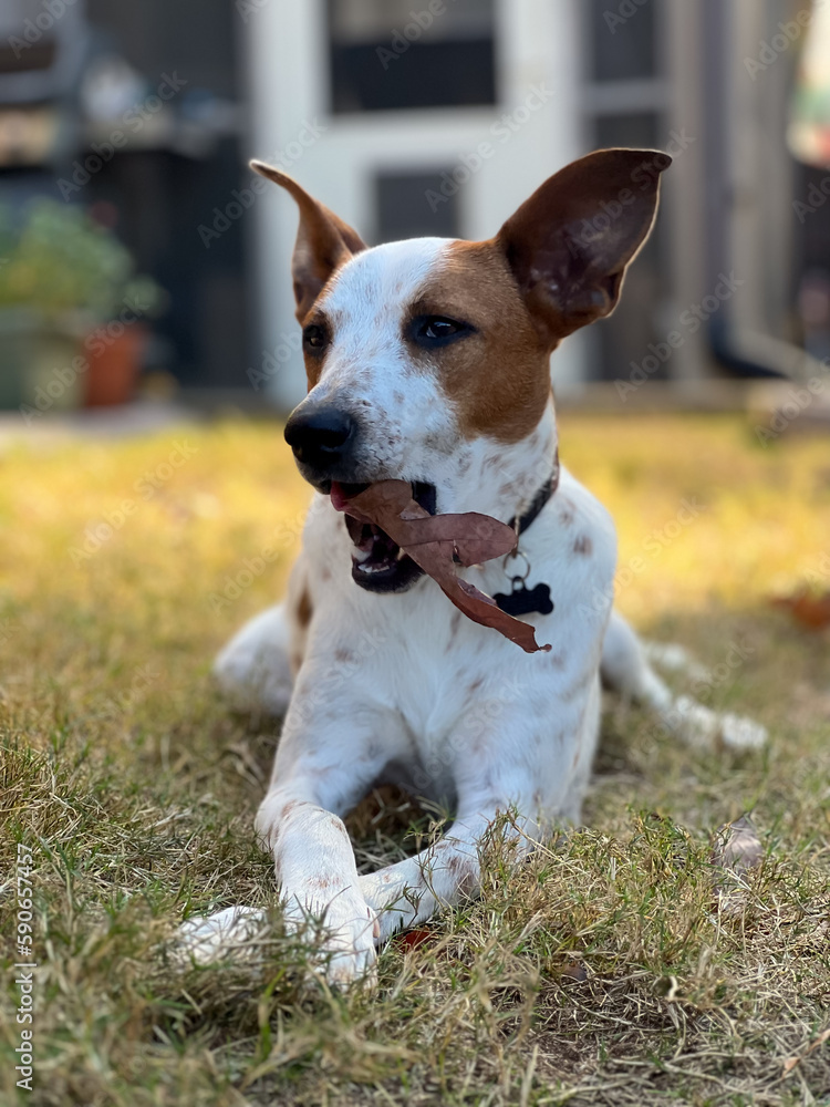 jack russell terrier