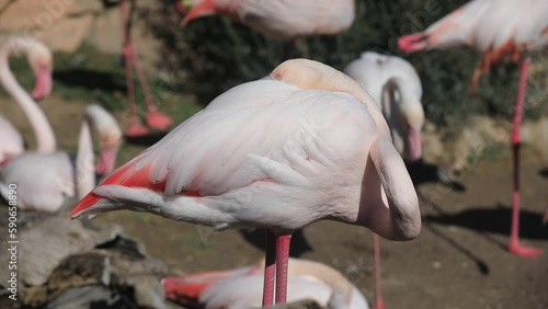 group of pink flamingoes