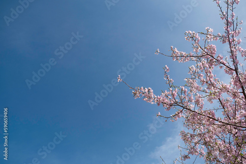 長崎の桜