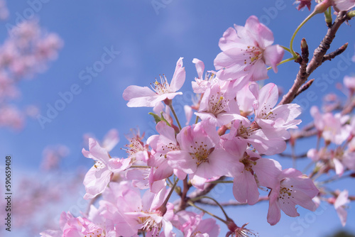 長崎の桜