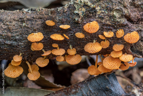Orange fungi on a fallen tree trunk - Favolaschia calocera (Orange Pore Fungus); originally from Madagascar - Dorrigo, NSW, Australia photo