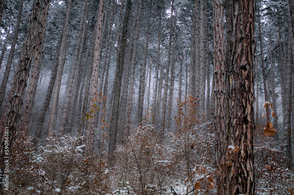 Forest near Brasov in Romania Forest near Brasov in Romania