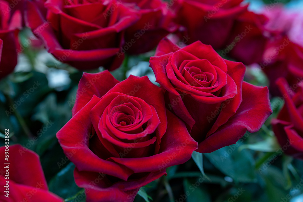 Red roses for gift. Abstract Red roses flower. Red Rose.Valentine twinkled bright background. valentine day concept, Roses for export Red roses for gift. Abstract Red roses flower. Red Rose.Valentine twinkled bright background. valentine day concept, Roses for export