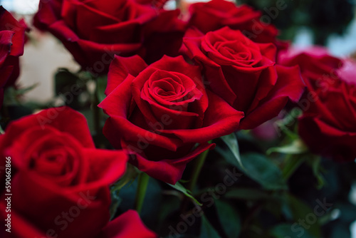 Red roses for gift. Abstract Red roses flower. Red Rose.Valentine twinkled bright background. valentine day concept  Roses for export