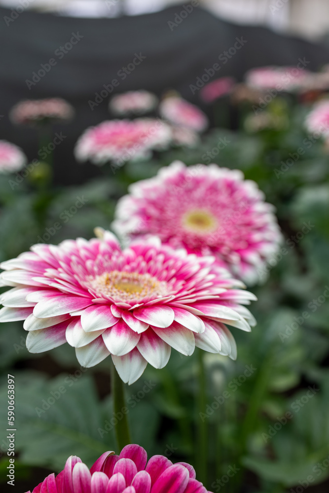 Fototapeta premium Beautiful Gerbera flowers, Colorful tulips in spring, colorful flowers blossoming in summer