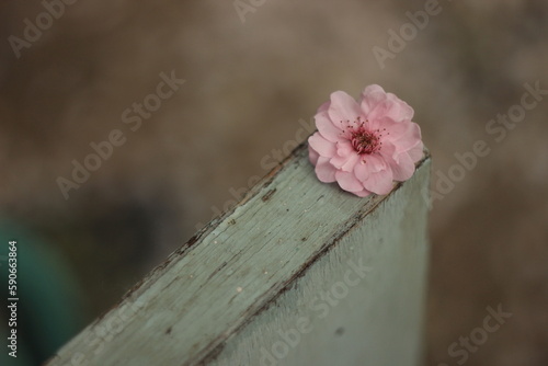 Only a pink flower