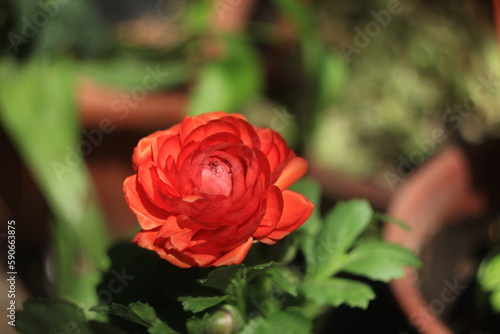 Red-orange rununcle rose in garden