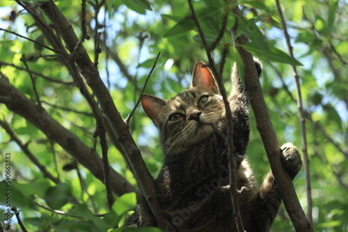 gato en el árbol