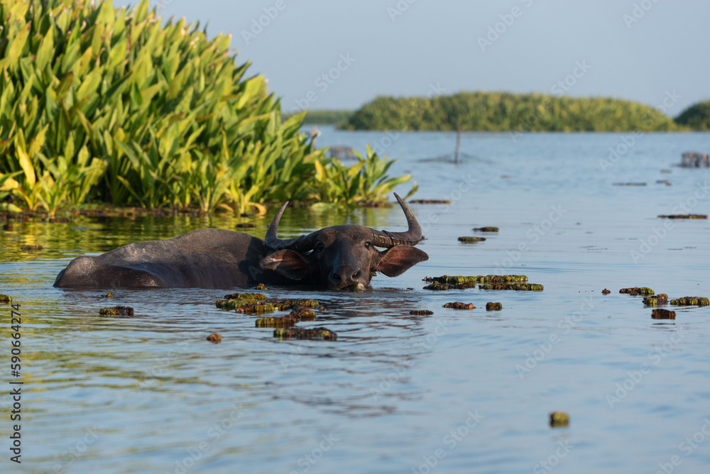 Fototapeta premium Water buffalo in tropical swamp