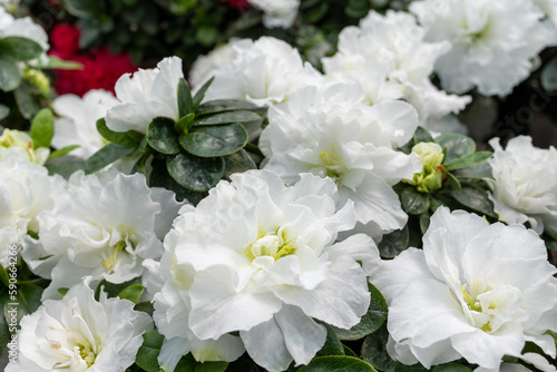 Spring flowers, beautiful big blooming pink peonies with buds.