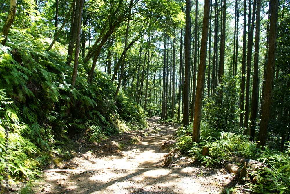 Obraz premium 熊野古道・中辺路
