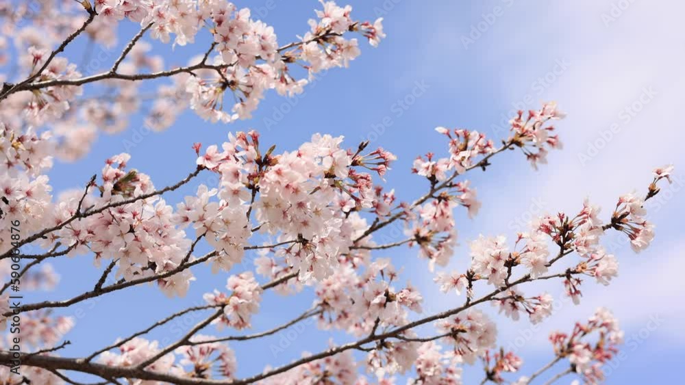 Blue sky and cherry blossom, or known as sakura, snowstorm in spring in Kyoto, Japan. Blue sky and cherry blossom, or known as sakura, snowstorm in spring in Kyoto, Japan.