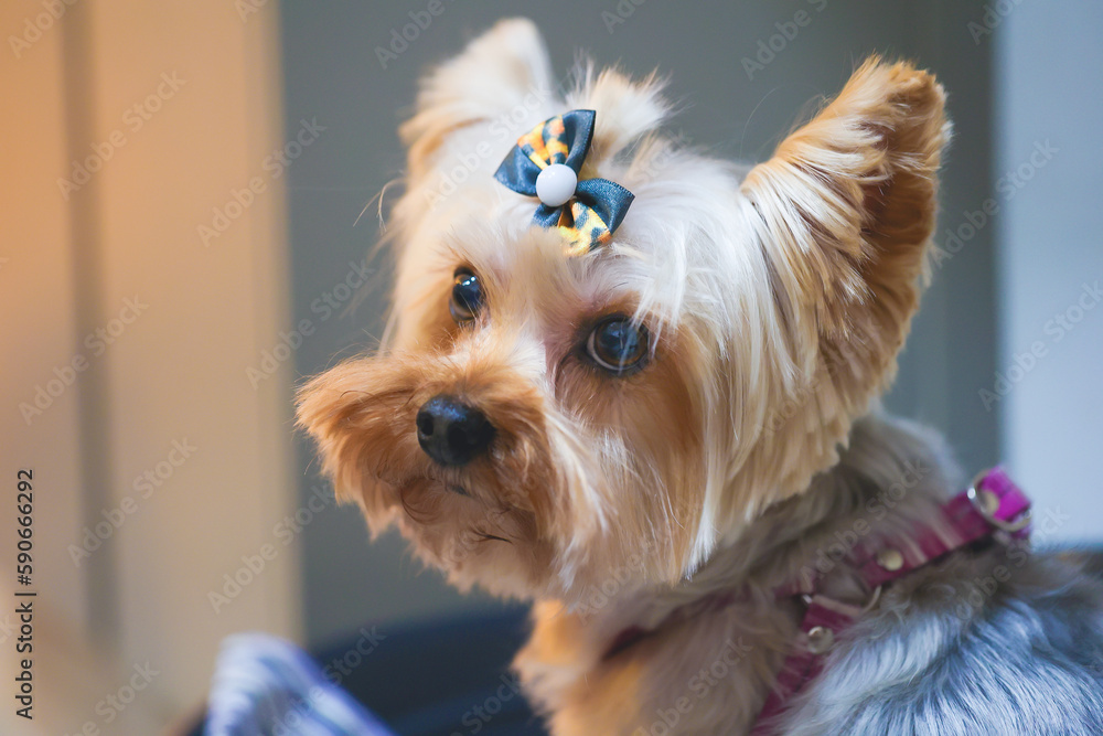 Cama yorkshire toy hot sale