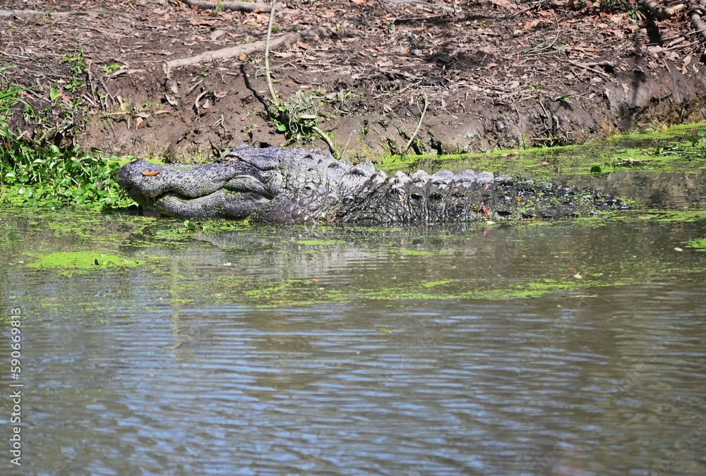 Alligator in Swamp