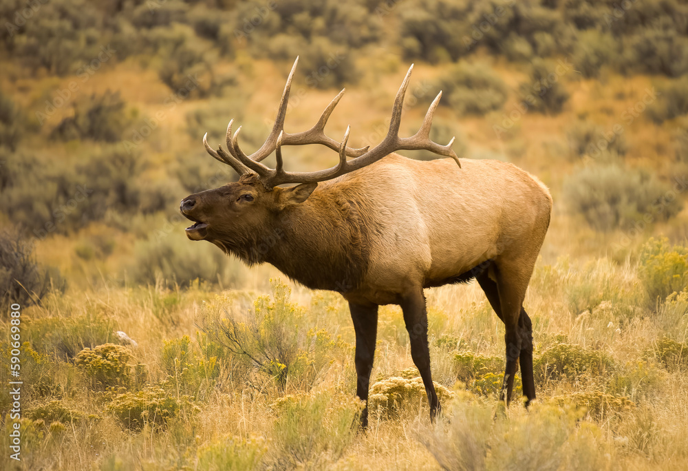 Bull Elk during Fall Rut Bull Elk during Fall Rut