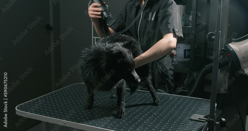 professional grooming for dog in zoo salon or veterinary clinic. Female