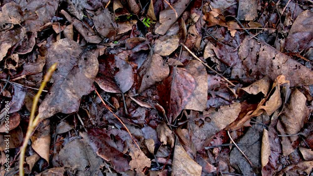 The forest floor with a woodlouse walking. High quality 4k footage The forest floor with a woodlouse walking. High quality 4k footage