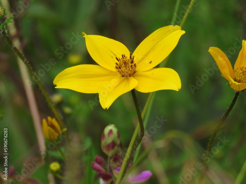 flower in the forest