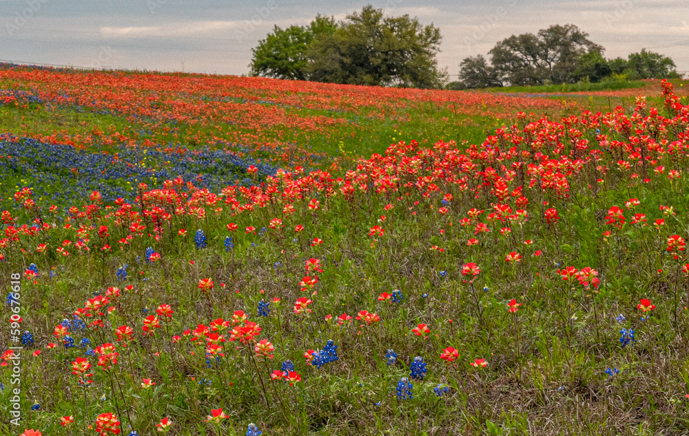 Obraz premium Paintbrush And Bluebonnets 4