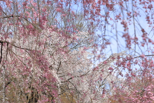 桜林に咲く満開の桜
