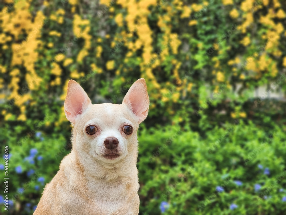  brown short hair  Chihuahua dog sitting on green grass in the garden with yellow  flowers blackground, smiling and looking at camera.