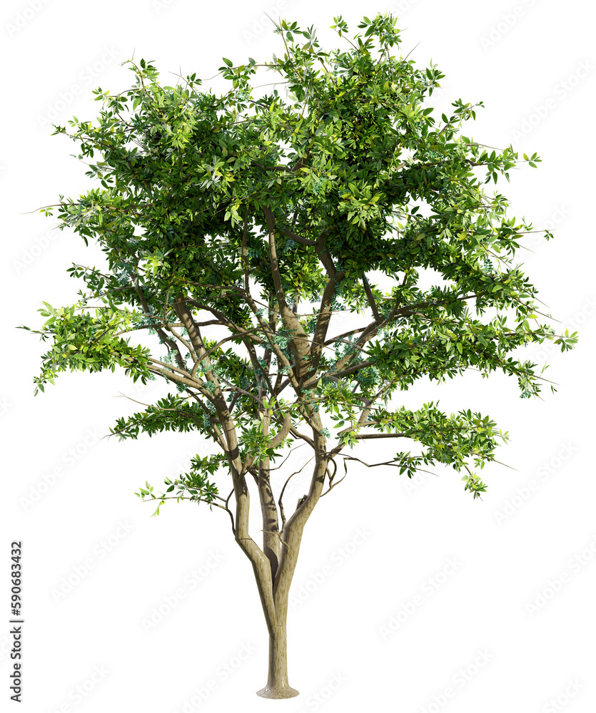 Obraz premium Big green tree isolated, 3d rendering