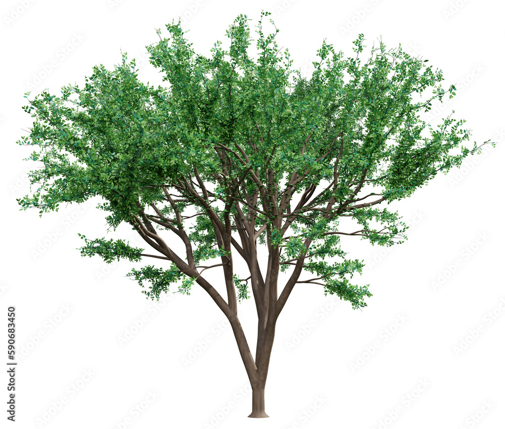 Obraz premium Big green tree isolated, 3d rendering