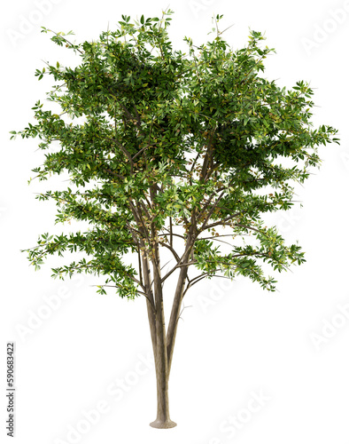Big green tree isolated  3d rendering