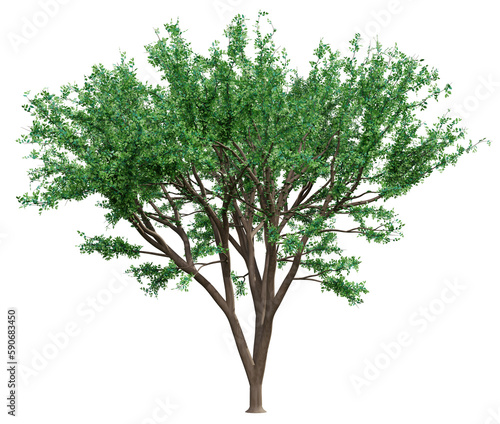 Big green tree isolated  3d rendering