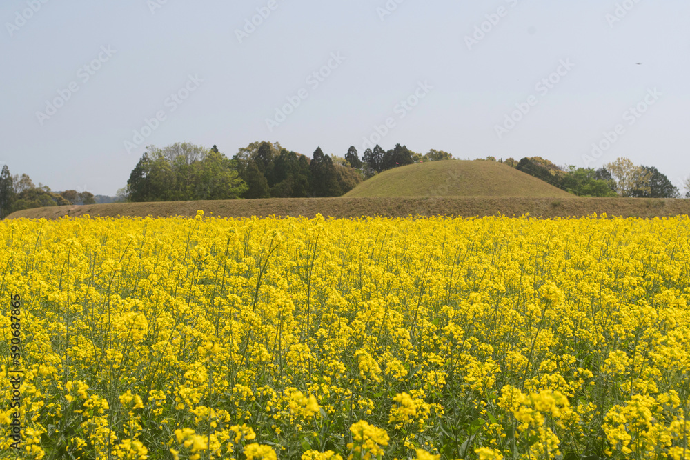 Rape field in Saitobaru Tomb Park Rape field in Saitobaru Tomb Park