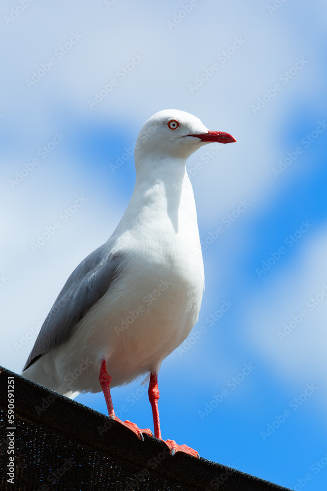 Proud seagull standing at the edge of of rooftop on a blue sly background Proud seagull standing at the edge of of rooftop on a blue sly background