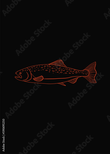 Salmon 