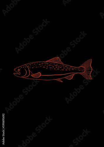 Salmon 