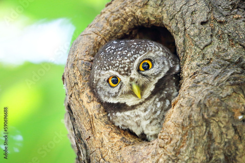 Little spotted owlet in the hollow of a tree. Cute of animal © Passakorn