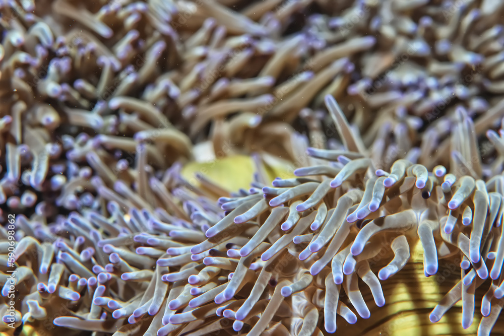 anemone actinia texture underwater reef sea coral anemone actinia texture underwater reef sea coral