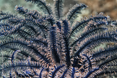 coral underwater flowers seascape abstract texture © kichigin19