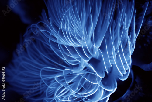 Quadro su tela coral underwater flowers seascape abstract texture