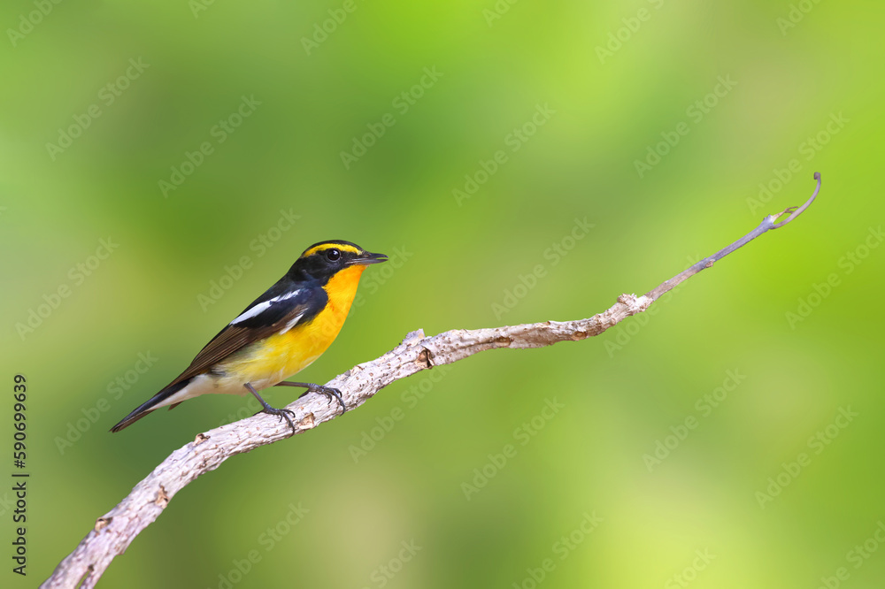 Beautiful narcissus flycatcher bird perched on a branch in tropical forest. Beautiful narcissus flycatcher bird perched on a branch in tropical forest.