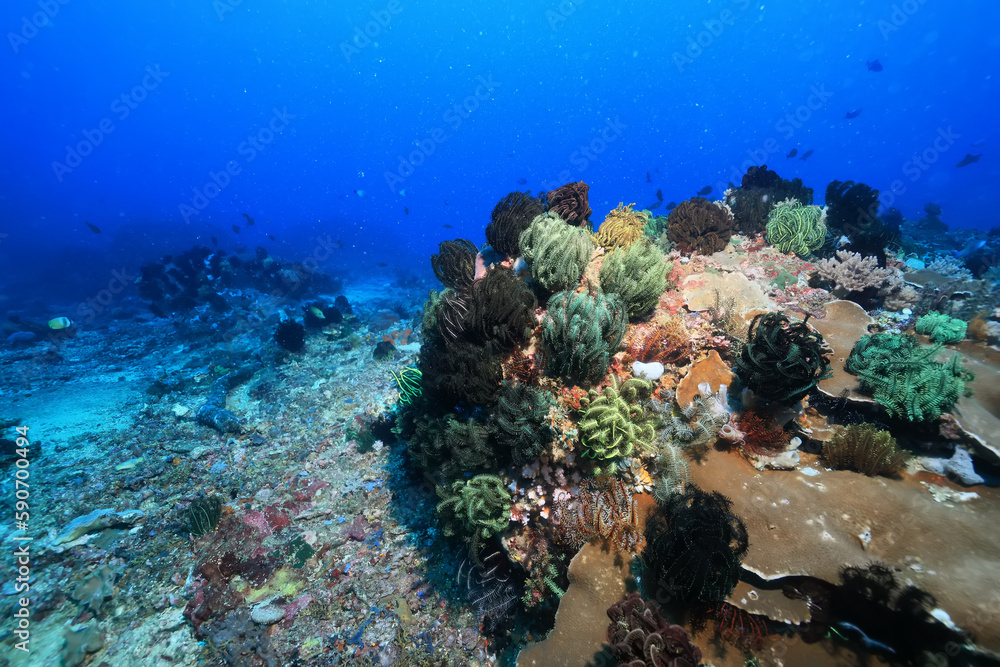 Fototapeta premium corals climate warming underwater background ocean problem