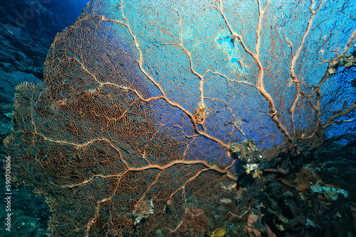 Fototapeta Naklejka Na Ścianę i Meble -  coral texture underwater background reef abstract sea