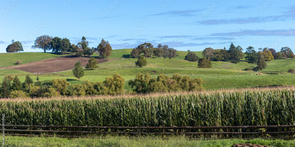 Corn field rural landscape panorama