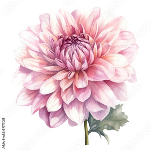 Gouache painting of a beautiful pink Dahlia  white background  bloomy  half tones  aesthetic  wallpaper   generat ai