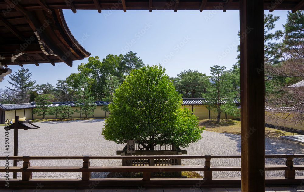 京都　大覚寺宸殿前の右近の橘