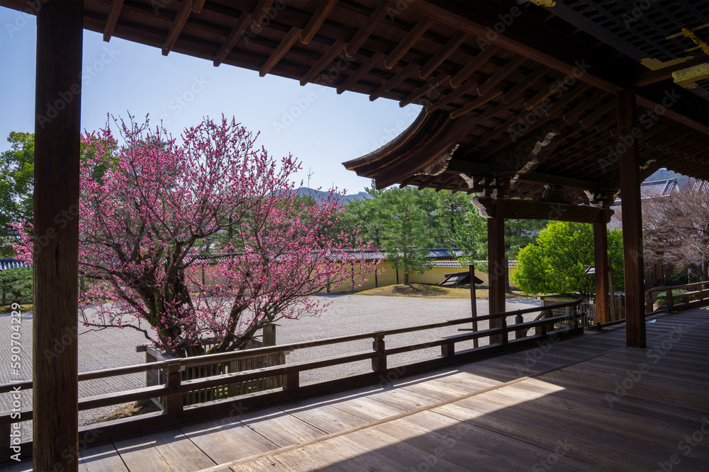 京都　大覚寺宸殿前の左近の梅と右近の橘