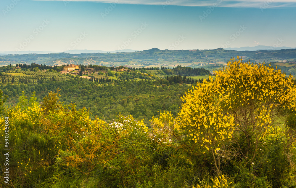 Tuscany landscape in spring  season with yellow gorse in full flower along the Via Francigena route from Gambassi Terme to San Gimignano, Tuscany region, Italy, Europe