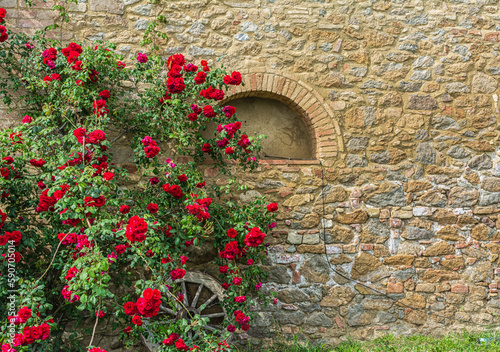 Plant of climbing red roses on a wall of a typical Tuscan rural structure - charming corners - Gambassi Terme  Tuscany region in cenral Italy - Europe