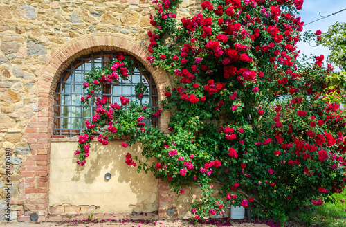 Plant of climbing red roses on a wall of a typical Tuscan rural structure - charming corners - Gambassi Terme, Tuscany region in cenral Italy - Europe photo