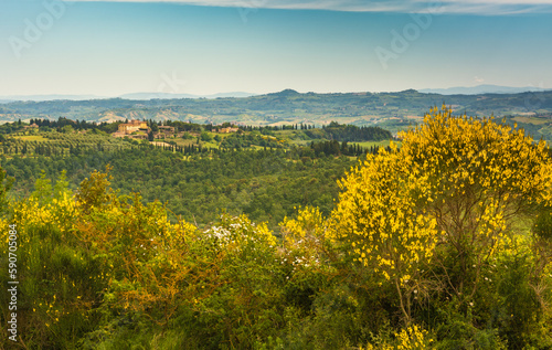 Tuscany landscape in spring  season with yellow gorse in full flower along the Via Francigena route from Gambassi Terme to San Gimignano  Tuscany region  Italy  Europe